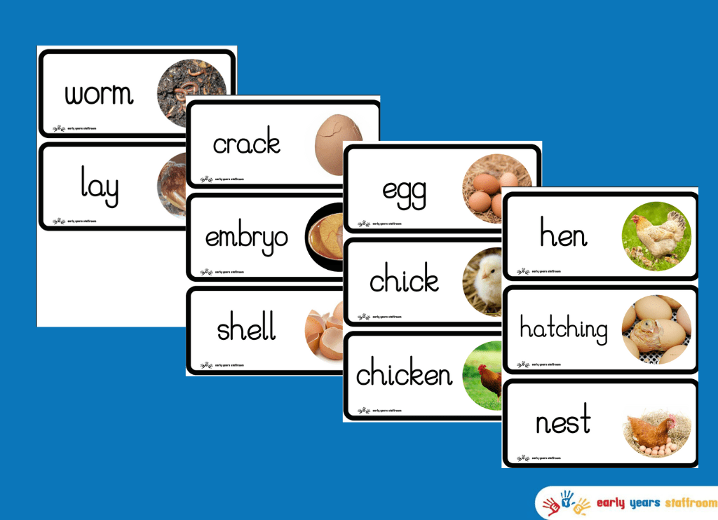 Life Cycle of a Chick Word Cards (White Background)