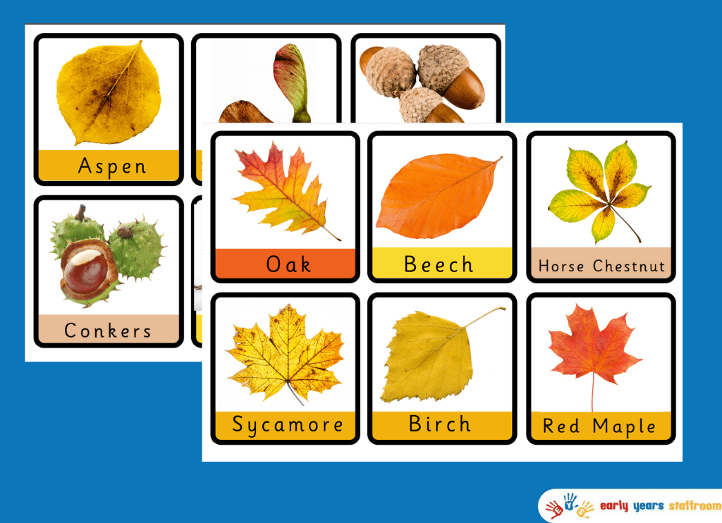Autumn Leaves and Seeds