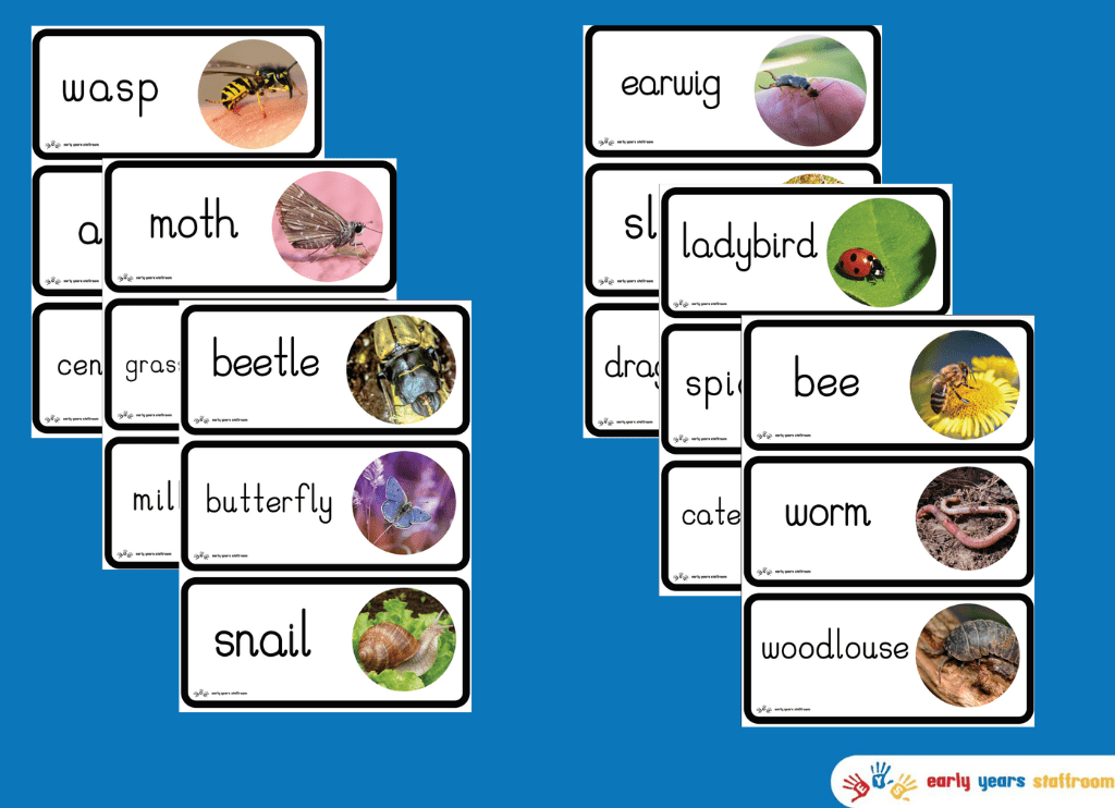 Minibeast Word Cards (White Background)